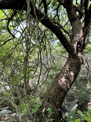 Comocladia