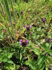 Prunella vulgaris