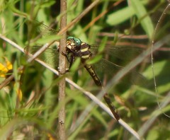 Cordulegaster obliqua