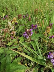 Prunella vulgaris