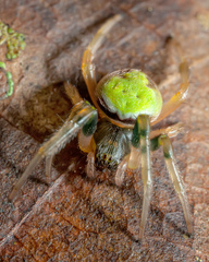 Araneus