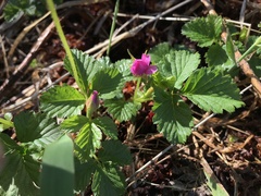 Rubus arcticus