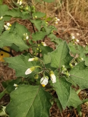 Solanum nigrum