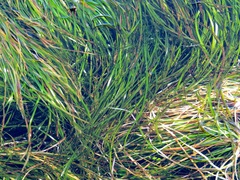 Phyllospadix serrulatus