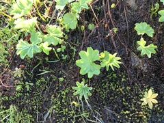 Alchemilla glomerulans