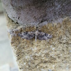 Eupithecia pulchellata