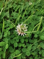 Trifolium repens