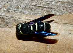 Euodynerus foraminatus