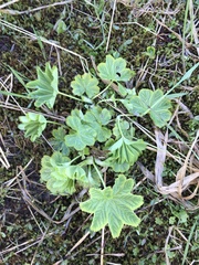 Alchemilla glomerulans