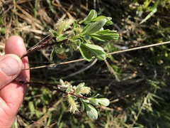 Salix argyrocarpa