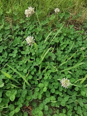 Trifolium repens