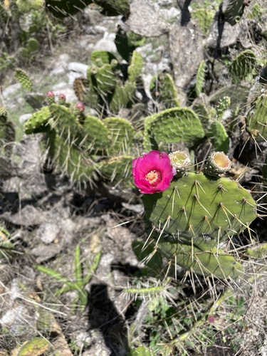 Opuntia depressa, photograph 3