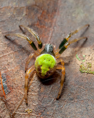 Araneus