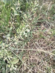 Capsella bursa-pastoris