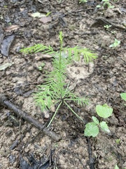 Taxodium distichum