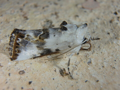 Calophasia opalina