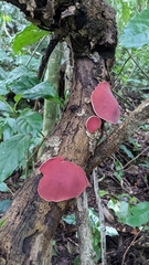 Phillipsia domingensis