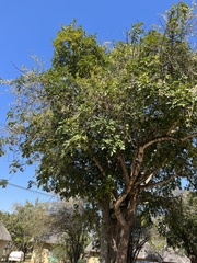Diospyros mespiliformis