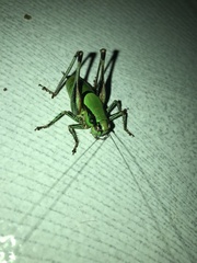 Eupholidoptera schmidti