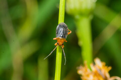 Capsus ater