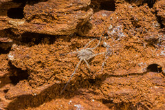 Lacinius horridus
