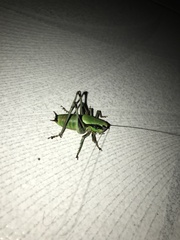 Eupholidoptera schmidti