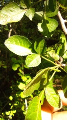 Bursera cuneata