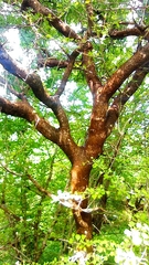Bursera cuneata