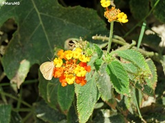 Eurema daira sidonia