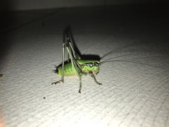 Eupholidoptera schmidti