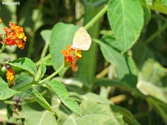 Eurema daira sidonia