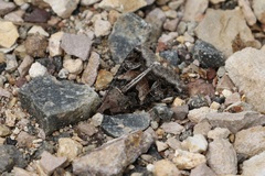 Melipotis famelica