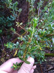 Baccharis patagonica