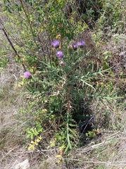 Cirsium ukranicum