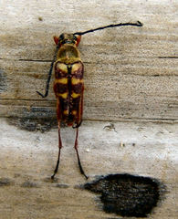 Typocerus