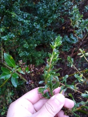 Baccharis patagonica