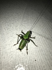 Eupholidoptera schmidti