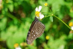 Euploea mulciber barsine