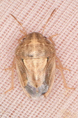 Neottiglossa bifida