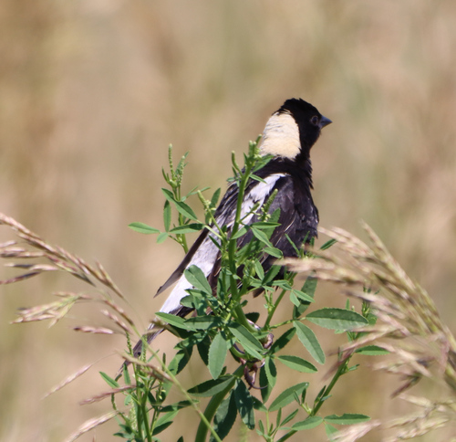 Tordo charlatán (Dolichonyx oryzivorus)