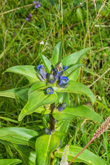 Gentiana cruciata cruciata