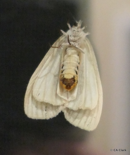 Madagascan fireweed moth
