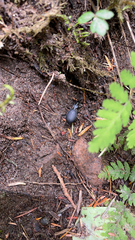 Scaphinotus angusticollis