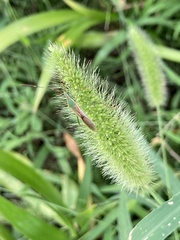 Leptocorisa chinensis