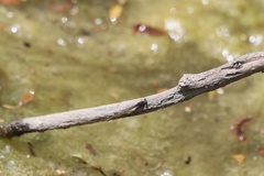 Sympecma fusca