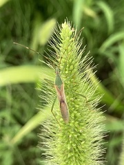 Leptocorisa chinensis
