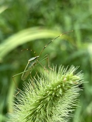 Leptocorisa chinensis