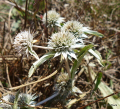 Eryngium armatum