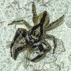 Menemerus bivittatus