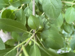 Rhamnus cathartica